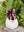 Maroon and white